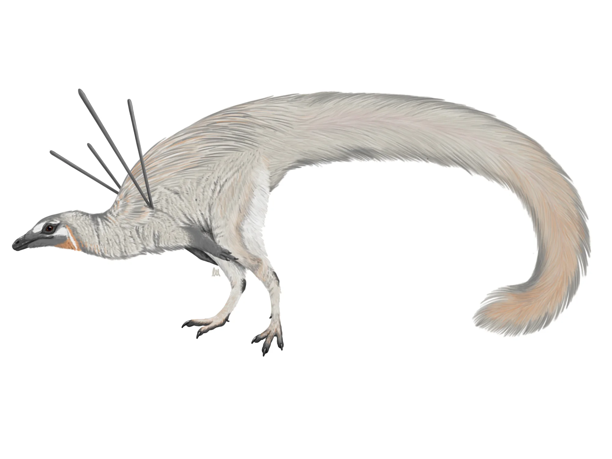 Ubirajara jubatus