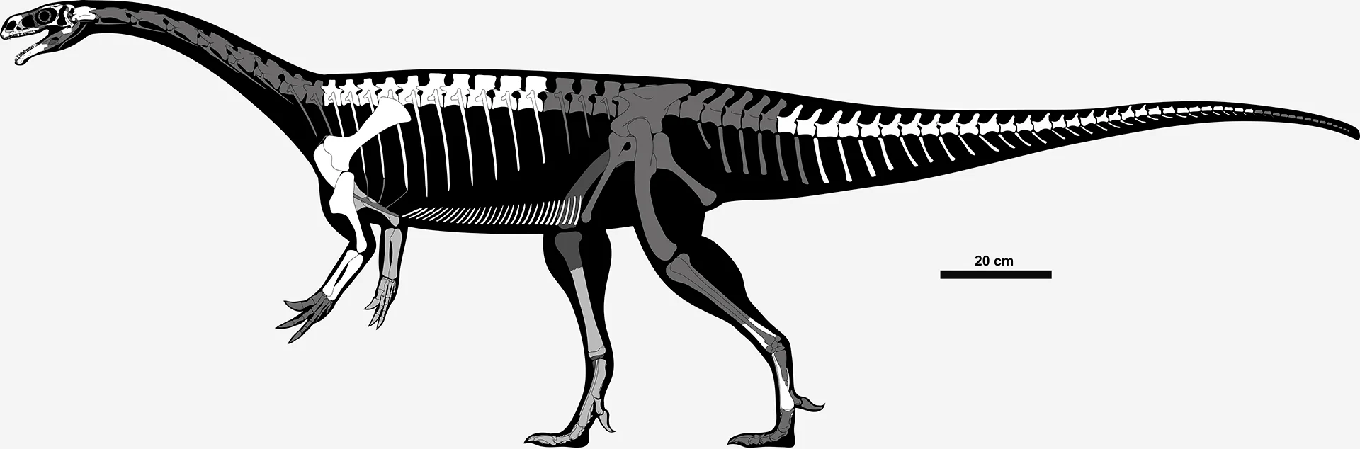 Unaysaurus tolentinoi